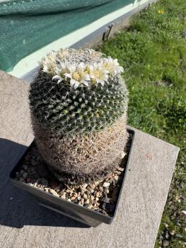 Preview: Mammillaria formosa